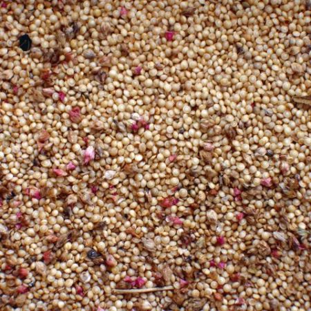 El amaranto, cultivo clave frente al cambio climático