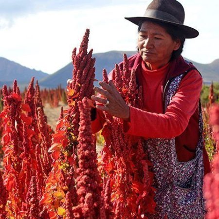 Bolivia incrementó exportaciones de quinua en 2023