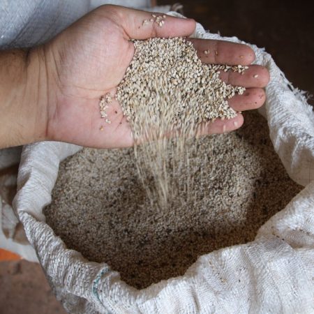 Bolivia alcanzó cifra récord en exportación de sésamo